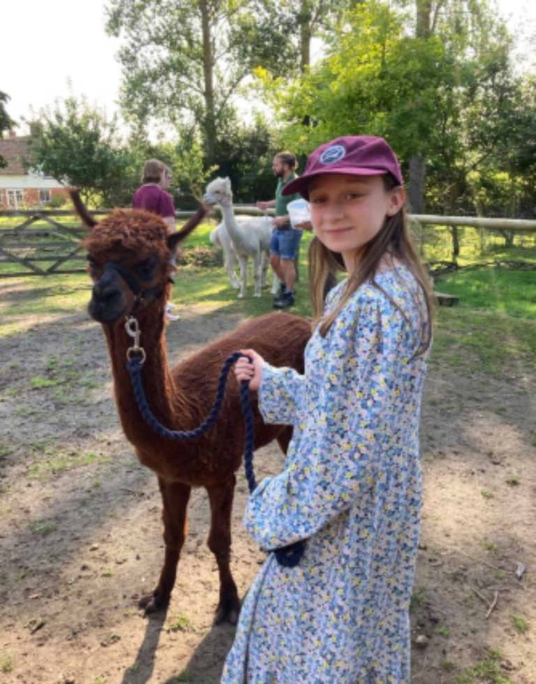 A girl in a floral dress holding a brown alpaca on a lead