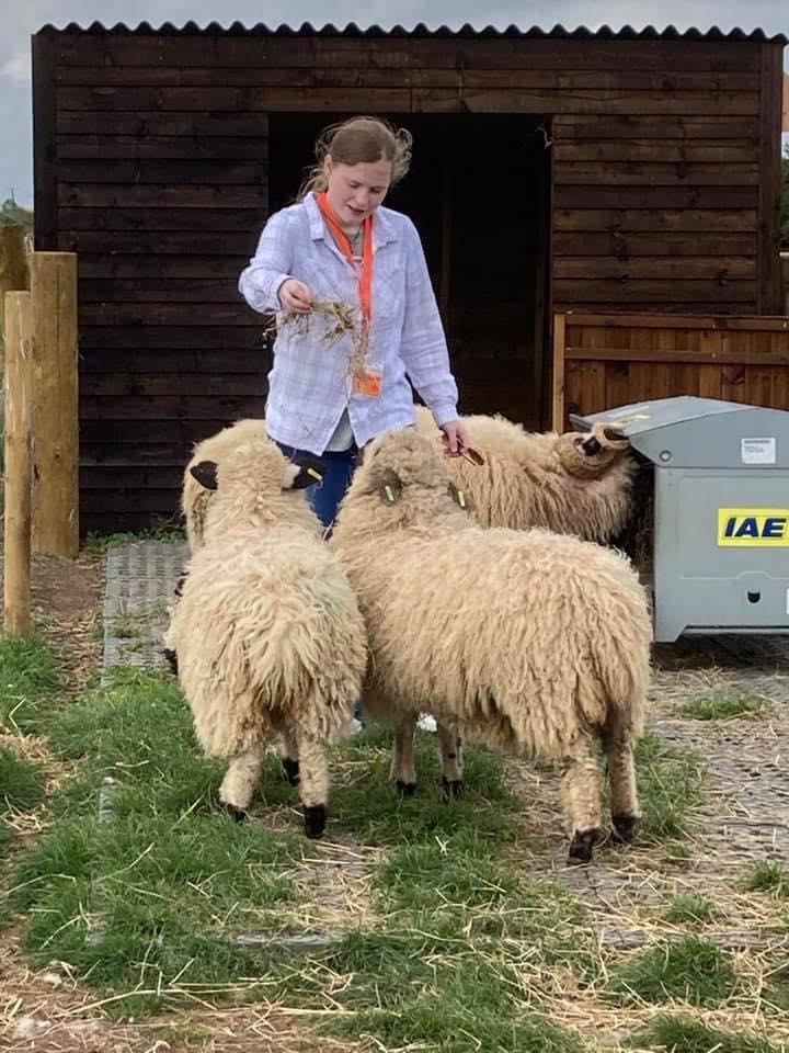 A girl wearing a Puzzles orange lanyard feeding hay to three sheep