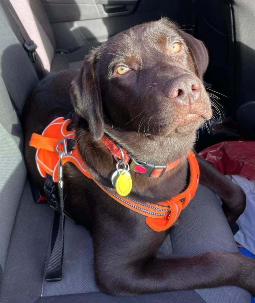 A chocolate Labrador wearing an orange harness, sitting in a car